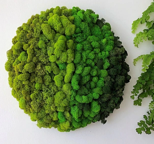 Ombre Moss Round GFrame