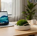 Zen Moss Bowl Centrepiece Office