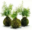 Set 3: Kokedama Moss Plant