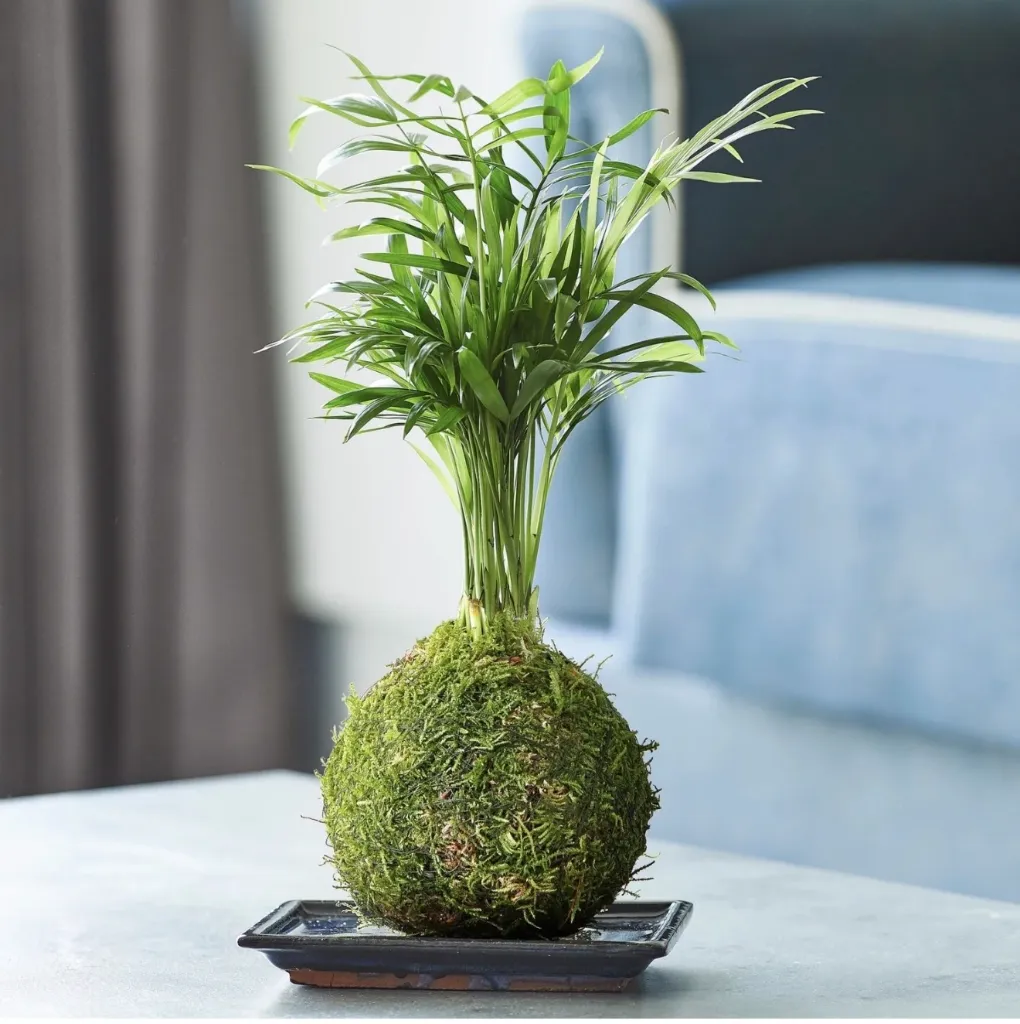 Kokedama Moss Plant