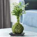 Kokedama Moss Plant