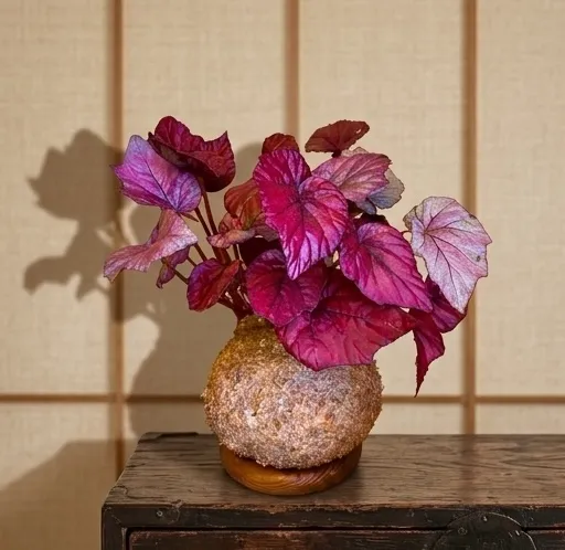 Kokedama Moss Plant