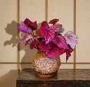 Kokedama Moss Plant