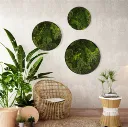 Moss Wall Art Spring Green Round Frame - Set 3