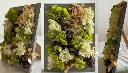 DIY Moss Kit Cyprus  Design With Moss 3.webp