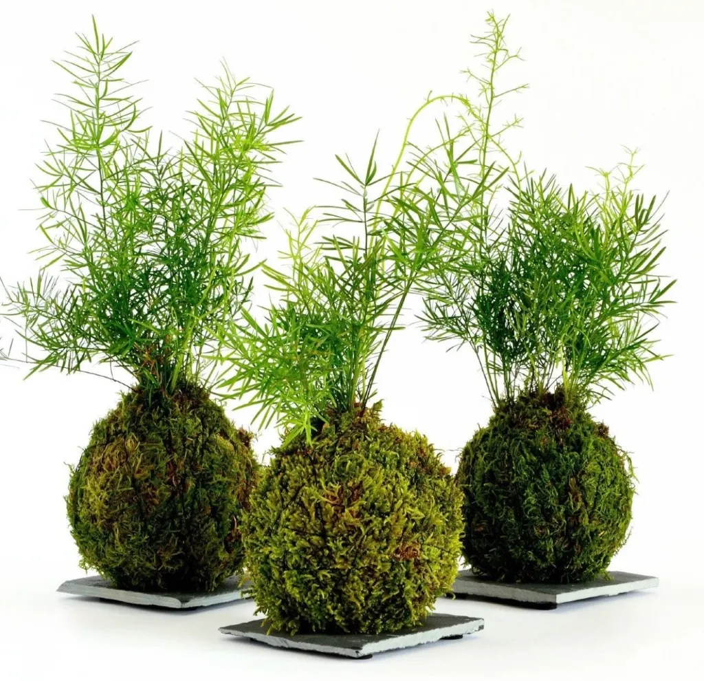Kokedama Moss Plant